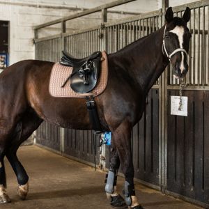 Reiten auf Borkum