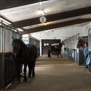 Reiten auf Borkum