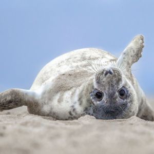 seehund_borkum